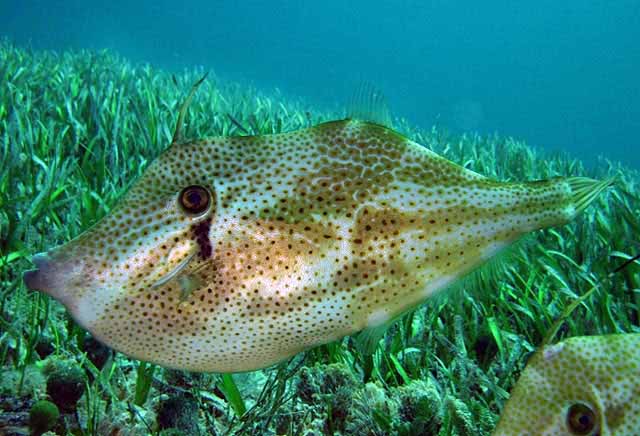 Orange Filefish